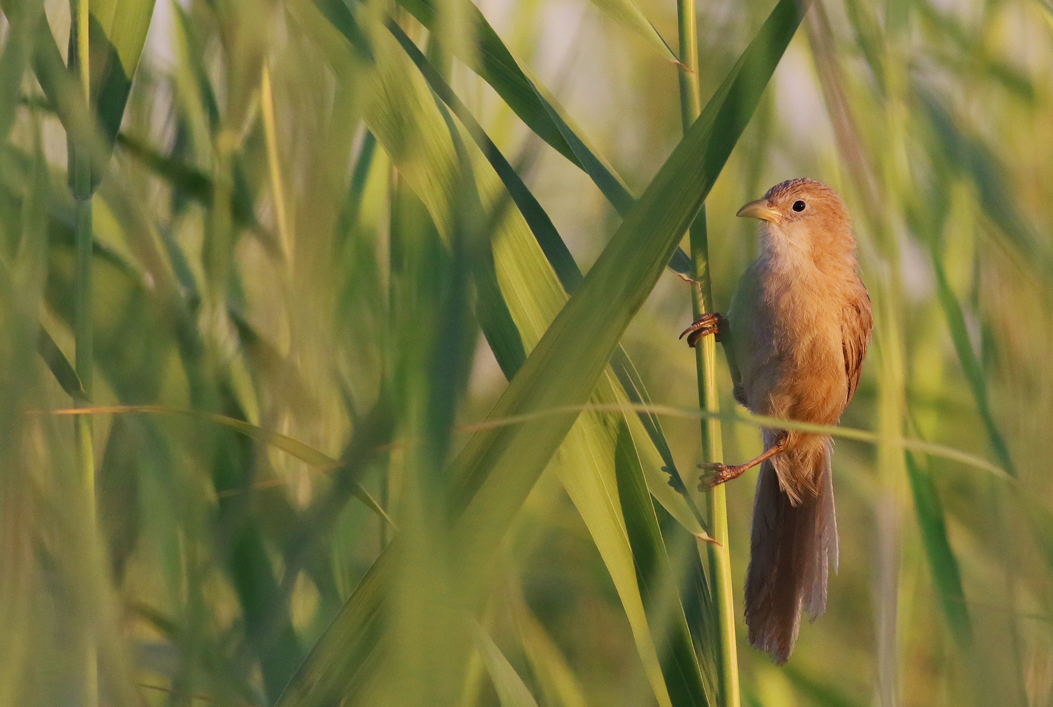 Iraq Babbler